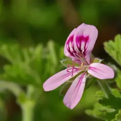 Czy pelargonia jest trująca dla psa? Dowiedz się, co musisz wiedzieć