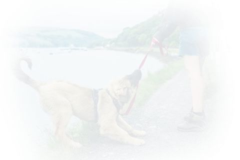 Ile kalorii spalisz podczas spaceru z psem? Sprawdź to teraz!