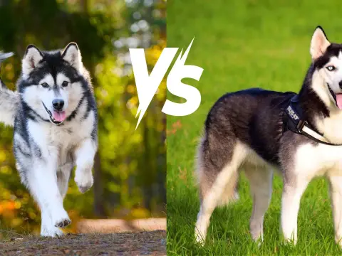 Husky czy malamut: który pies lepiej pasuje do twojego stylu życia?