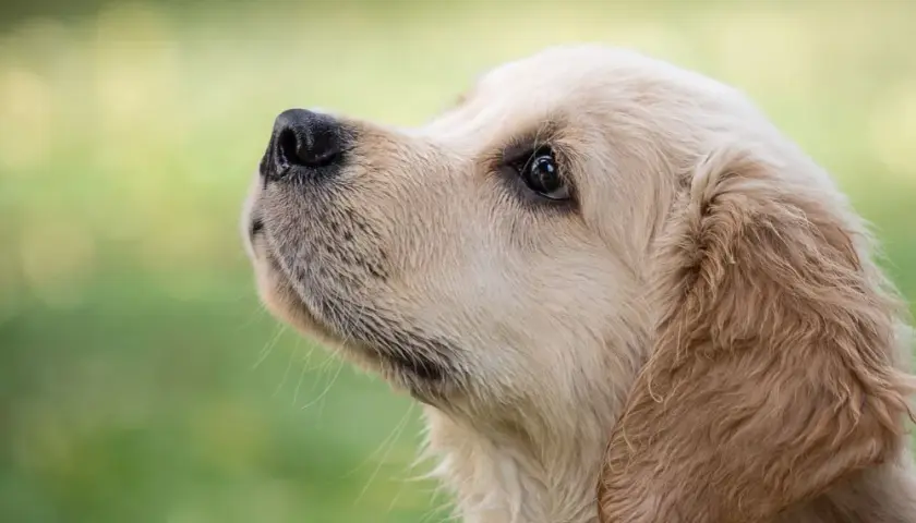 Ile waży szczeniak golden retriever? Waga, rozwój i porady dla zdrowia psa
