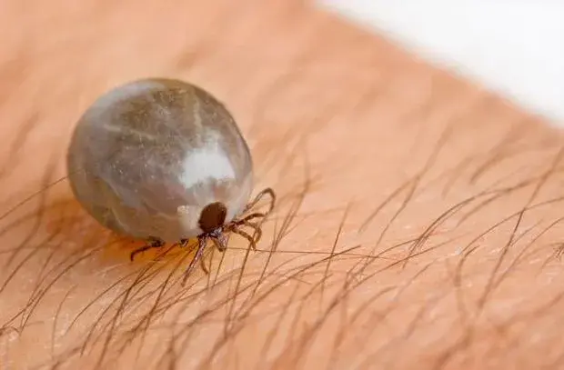W którą stronę wykręcić kleszcza? Kluczowe wskazówki na pewno pomogą