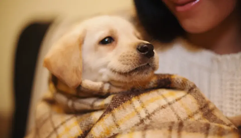 O której godzinie szczeniak powinien jeść ostatni posiłek? Klucz do zdrowego snu i diety