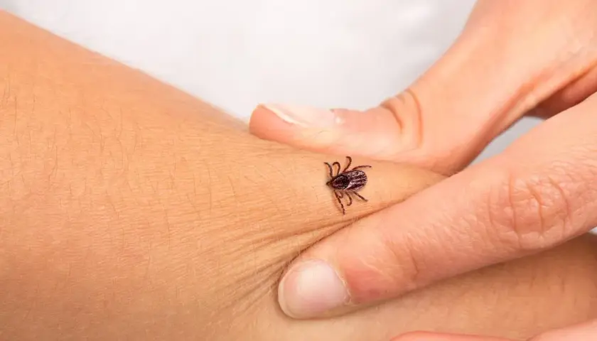 Gdzie usunąć kleszcza? Skuteczne metody i narzędzia na ukąszenia