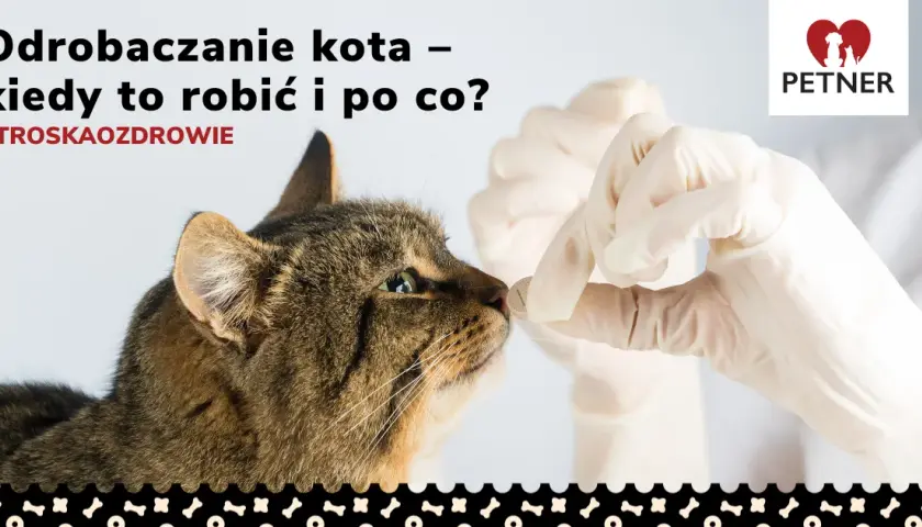 Jak często odrobaczać kota, by uniknąć groźnych pasożytów? Praktyczne porady