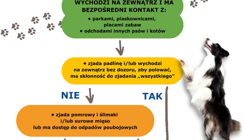 Jak często odrobaczać psa? Kluczowe zasady dla zdrowia twojego pupila