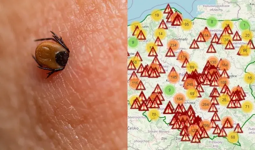Gdzie siedzą kleszcze i jak uniknąć niebezpiecznych ukąszeń? Praktyczne porady