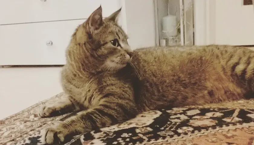 Ile kosztuje odrobaczanie kota? Sprawdź, jak uniknąć wysokich kosztów u weterynarza