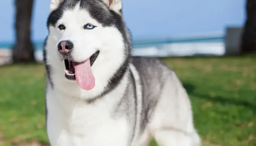 Najczęstsze problemy zdrowotne u psów rasy husky