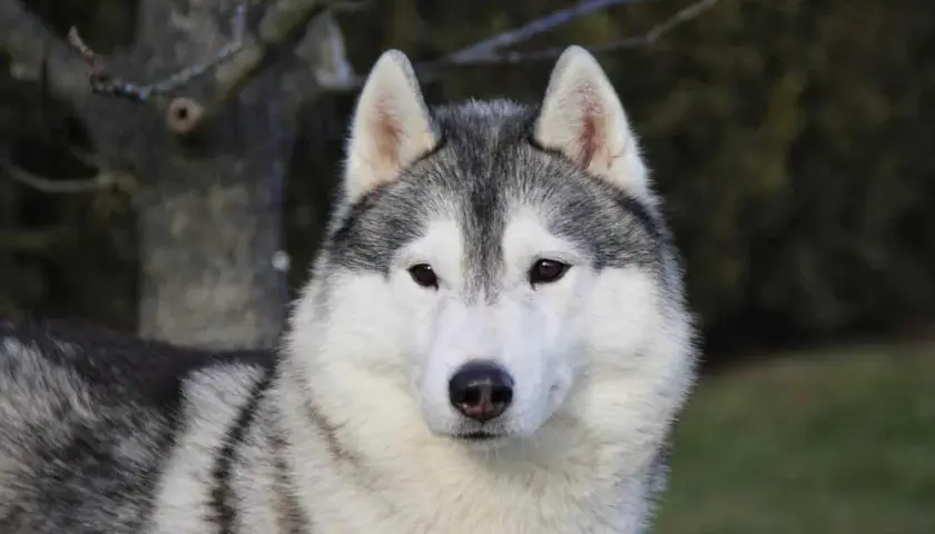 Ile naprawdę kosztuje husky z rodowodem? Sprawdź, jak uniknąć przepłacania!