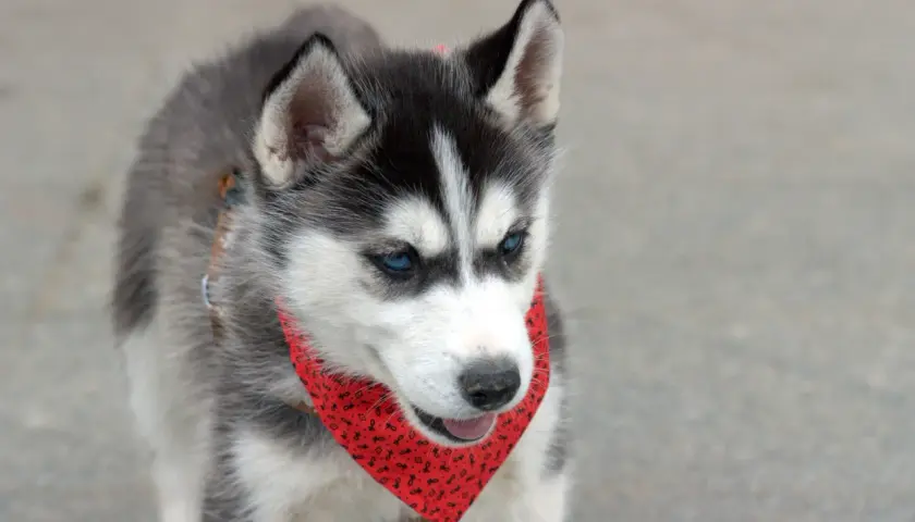 Husky a pies domowy: podobieństwa, różnice i co musisz wiedzieć o obu rasach